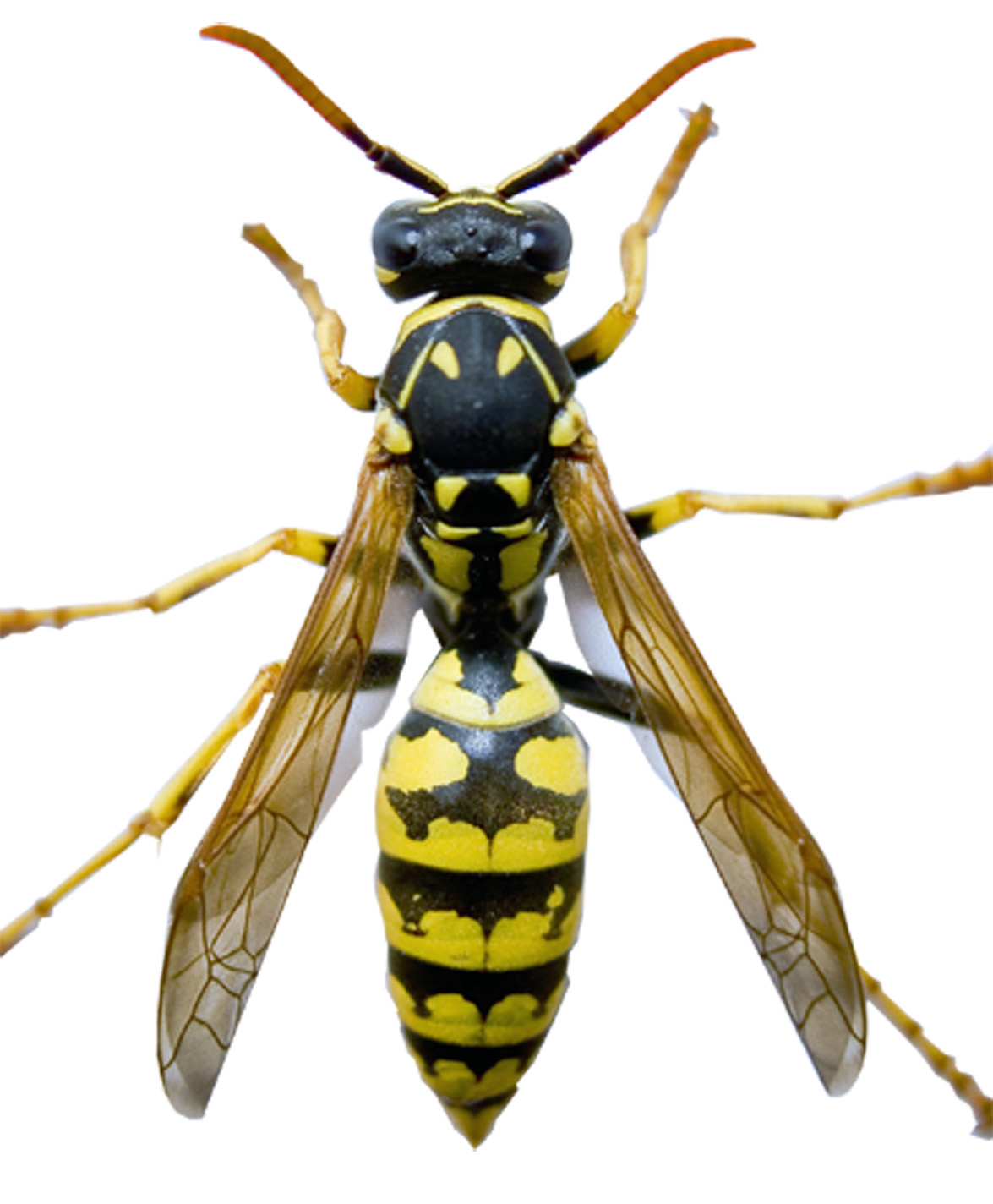 Μάριος Παπαδόπουλος Παιδοαλλεργιολόγος